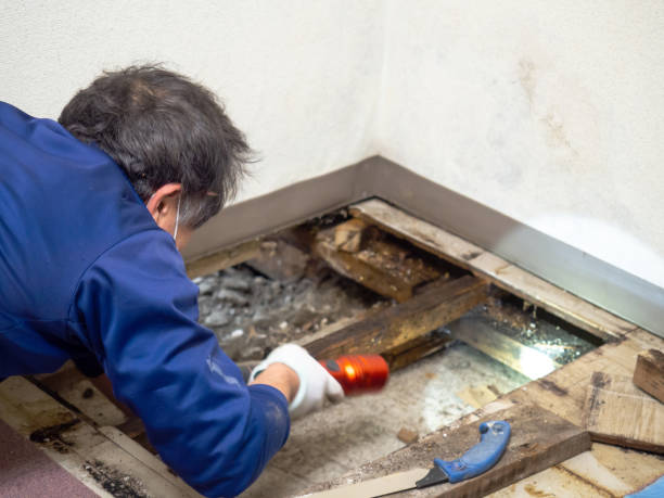 Best Toxic Mold Removal  in Dogtown, CA