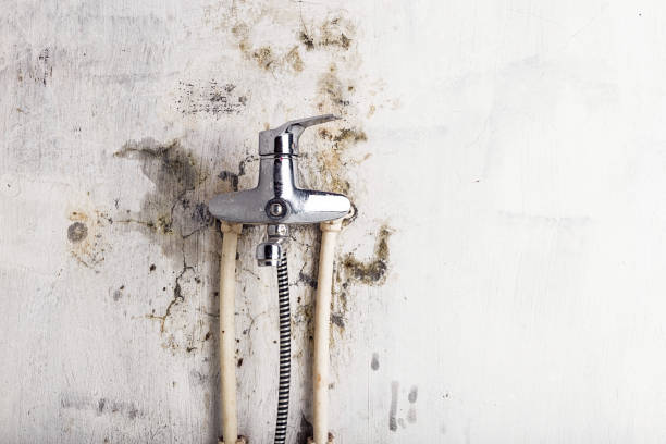Best Home Mold Removal  in Dogtown, CA