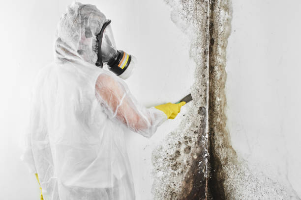 Best Same-Day Mold Removal  in Dogtown, CA