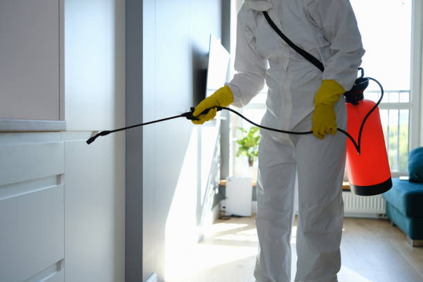 Best Residential Mold Removal  in Dogtown, CA