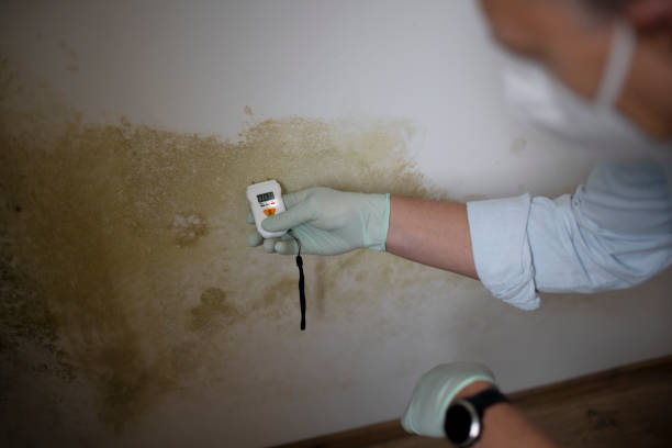 Best Residential Mold Removal  in Dogtown, CA