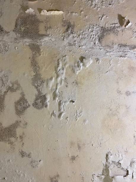 Best Mold Cleaning Services  in Dogtown, CA