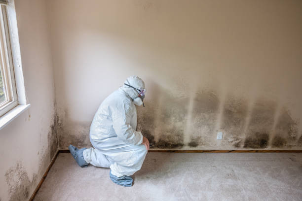 Best Mold Damage Repair  in Dogtown, CA