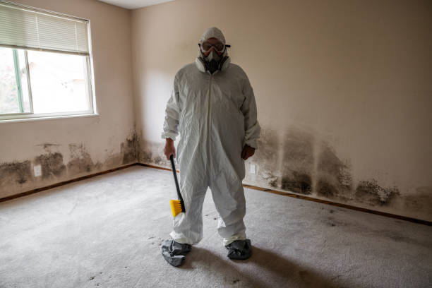 Best Toxic Mold Removal  in Dogtown, CA