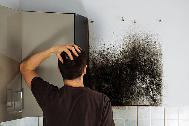 Best Professional Mold Removal  in Dogtown, CA