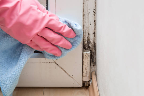 Best Office Mold Removal Services  in Dogtown, CA